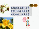 7.1.1 植物的生殖-2021-2022学年八年级生物下学期同步课件（人教版）