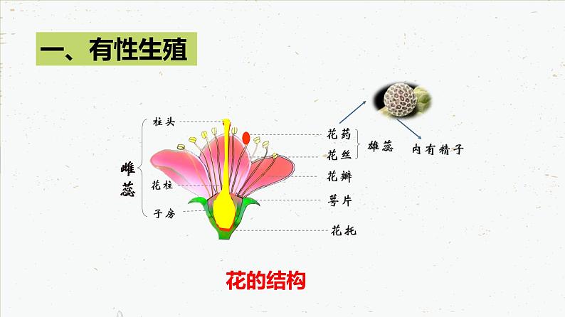 7.1.1 植物的生殖-2021-2022学年八年级生物下学期同步课件（人教版）07