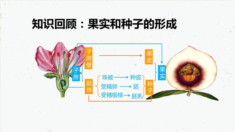 7.1.1 植物的生殖-2021-2022学年八年级生物下学期同步课件（人教版）08