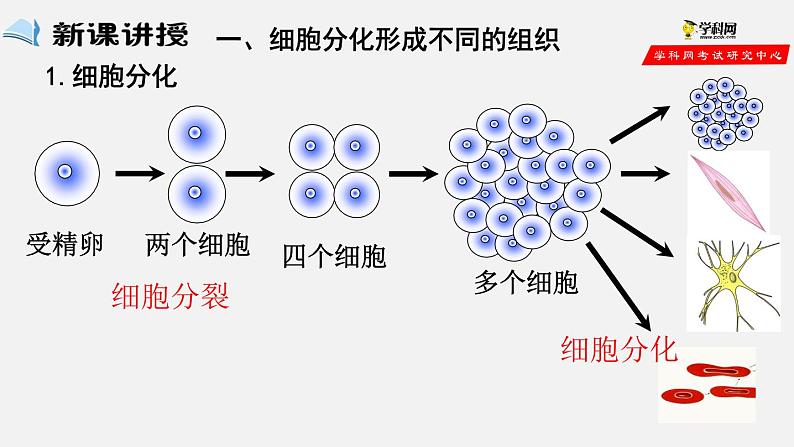 2.2.2 动物体的结构层次（课件）-2021-2022学年七年级生物上册（人教版）02