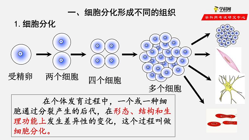 2.2.2 动物体的结构层次（课件）-2021-2022学年七年级生物上册（人教版）03