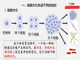 2.2.2 动物体的结构层次（课件）-2021-2022学年七年级生物上册（人教版）