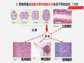 2.2.2 动物体的结构层次（课件）-2021-2022学年七年级生物上册（人教版）