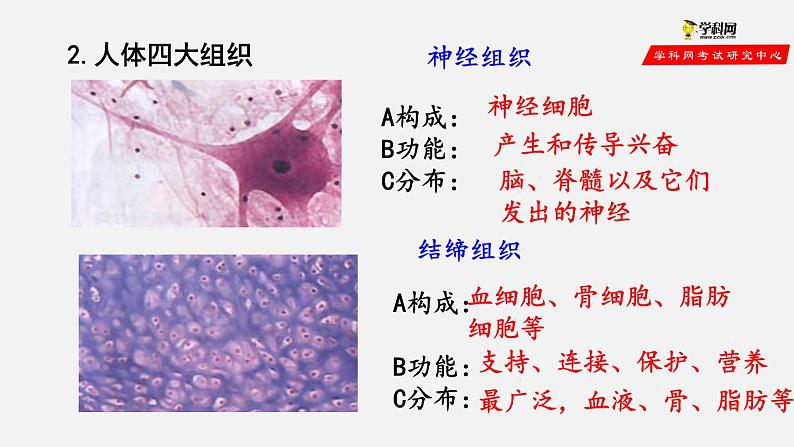 2.2.2 动物体的结构层次（课件）-2021-2022学年七年级生物上册（人教版）07