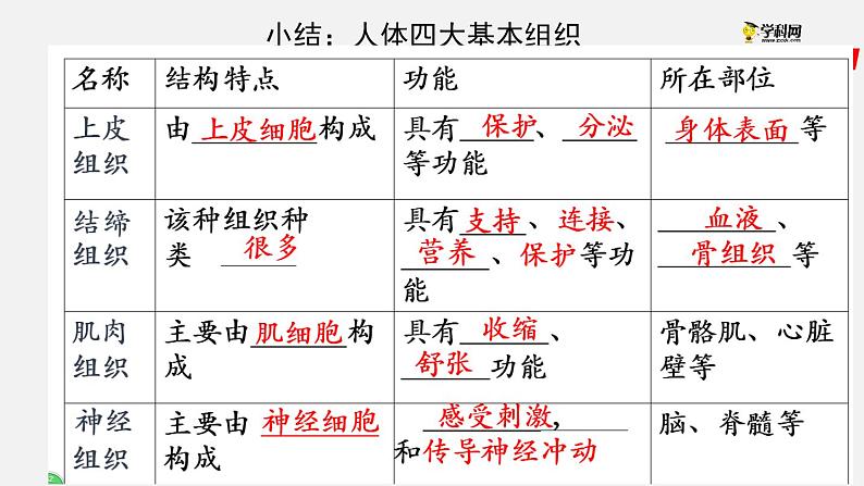 2.2.2 动物体的结构层次（课件）-2021-2022学年七年级生物上册（人教版）08