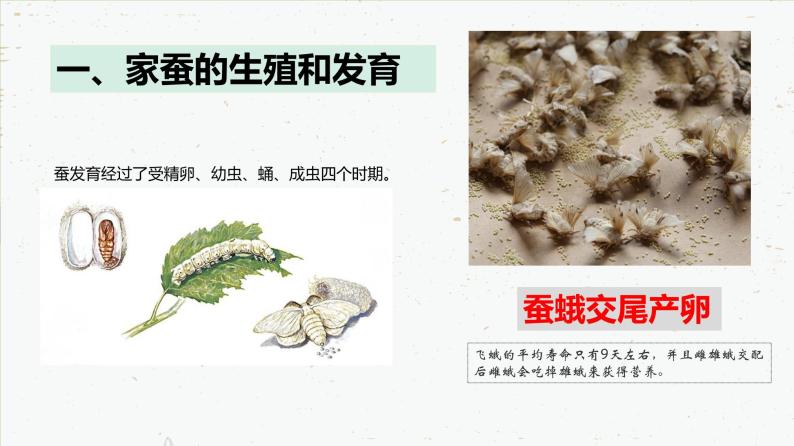 7.1.2 昆虫的生殖和发育-2021-2022学年八年级生物下学期课件（人教版）06