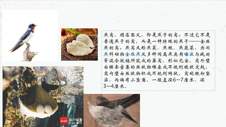 7.1.4 鸟的生殖和发育-2021-2022学年八年级生物下学期课件（人教版）04