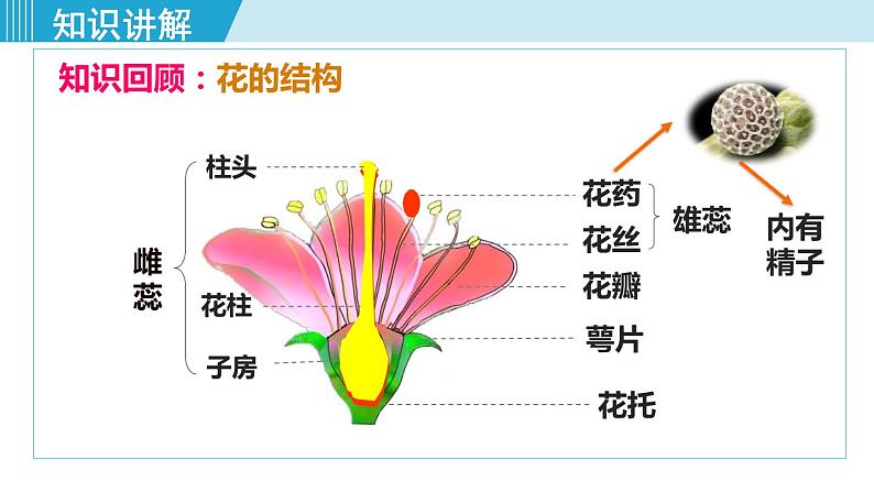 人教版八年级生物下册 7.1.1植物的生殖 课件第4页