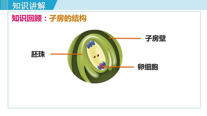 人教版八年级生物下册 7.1.1植物的生殖 课件第5页