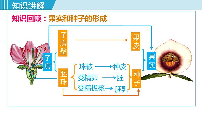 人教版八年级生物下册 7.1.1植物的生殖 课件第6页