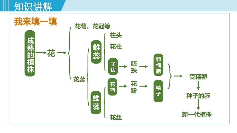 人教版八年级生物下册 7.1.1植物的生殖 课件第7页