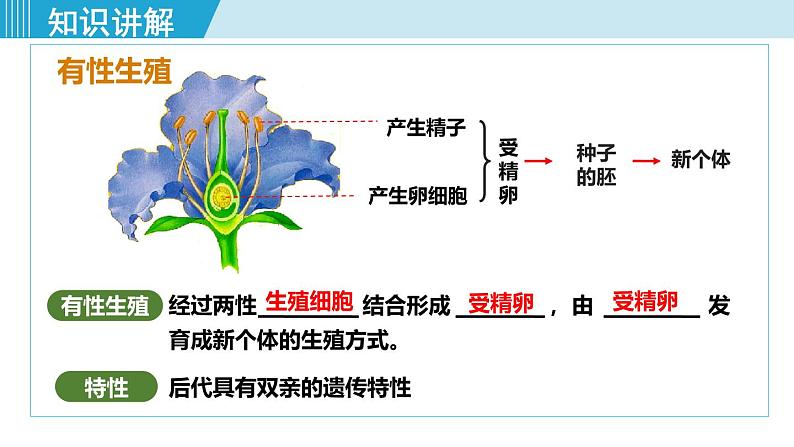 人教版八年级生物下册 7.1.1植物的生殖 课件第8页