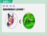 人教版八年级生物下册 7.1.2昆虫的生殖和发育 课件