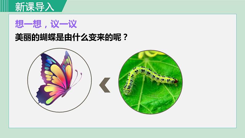 人教版八年级生物下册 7.1.2昆虫的生殖和发育 课件01