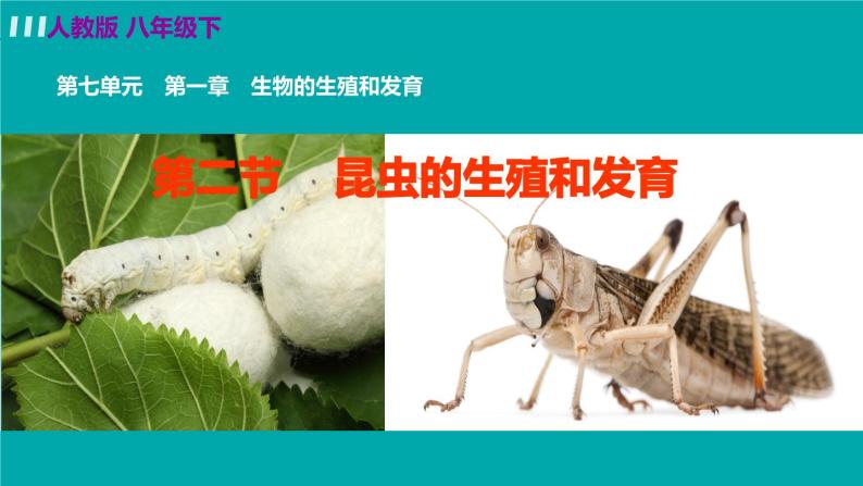 人教版八年级生物下册 7.1.2昆虫的生殖和发育 课件02