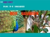 人教版八年级生物下册 7.1.4鸟的生殖和发育 课件