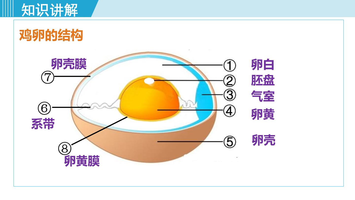 鸡卵的结构图及作用图片