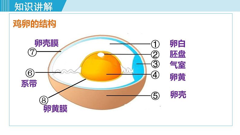 人教版八年级生物下册 7.1.4鸟的生殖和发育 课件07