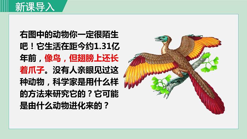 人教版八年级生物下册 7.3.2生物进化的历程 课件01