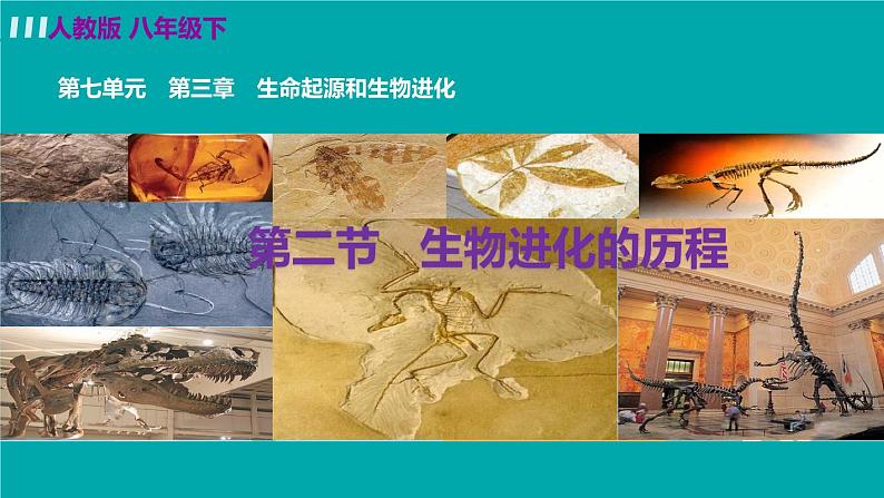 人教版八年级生物下册 7.3.2生物进化的历程 课件02