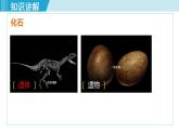 人教版八年级生物下册 7.3.2生物进化的历程 课件