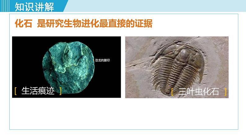 人教版八年级生物下册 7.3.2生物进化的历程 课件06