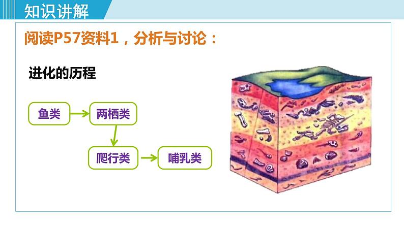 人教版八年级生物下册 7.3.2生物进化的历程 课件08