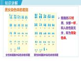 人教版八年级生物下册 7.2.4人的性别遗传 课件