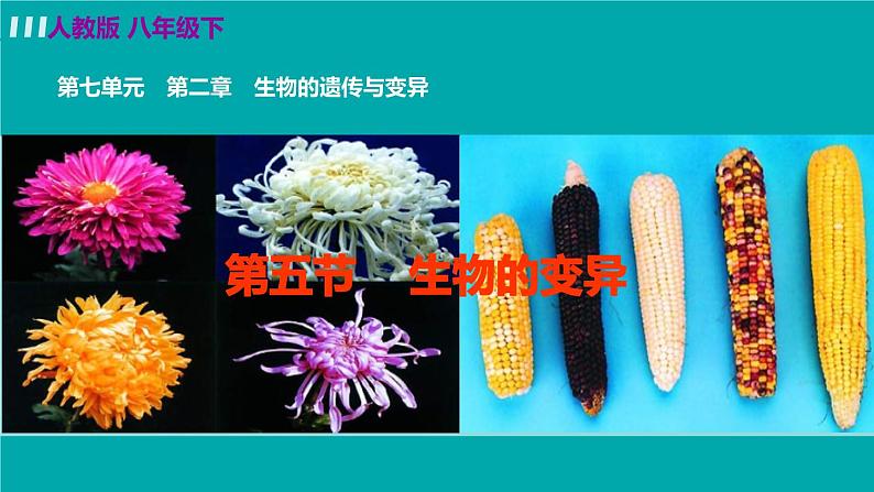 人教版八年级生物下册 7.2.5生物的变异 课件02