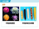 人教版八年级生物下册 7.2.5生物的变异 课件