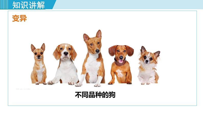 人教版八年级生物下册 7.2.5生物的变异 课件05