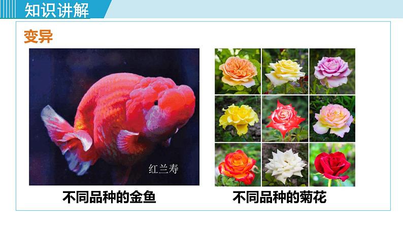 人教版八年级生物下册 7.2.5生物的变异 课件06