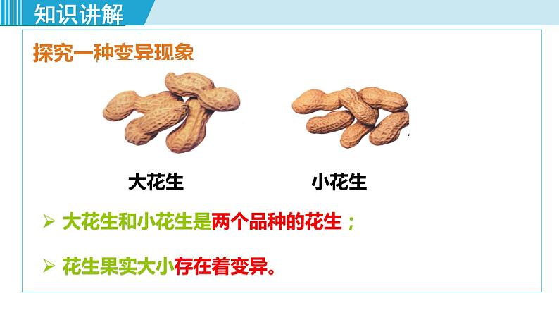 人教版八年级生物下册 7.2.5生物的变异 课件08