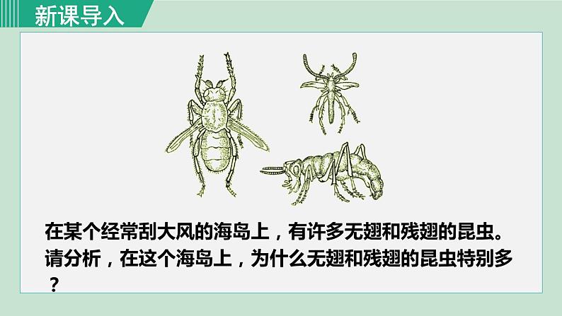 人教版八年级生物下册 7.3.3生物进化的原因 课件01