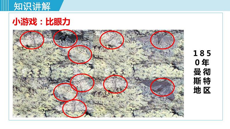 人教版八年级生物下册 7.3.3生物进化的原因 课件05