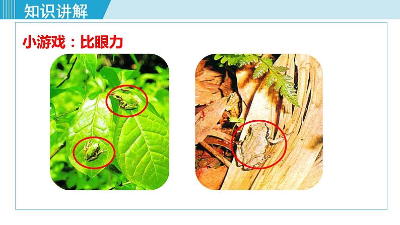 人教版八年级生物下册 7.3.3生物进化的原因 课件07