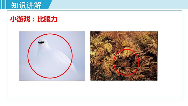 人教版八年级生物下册 7.3.3生物进化的原因 课件08