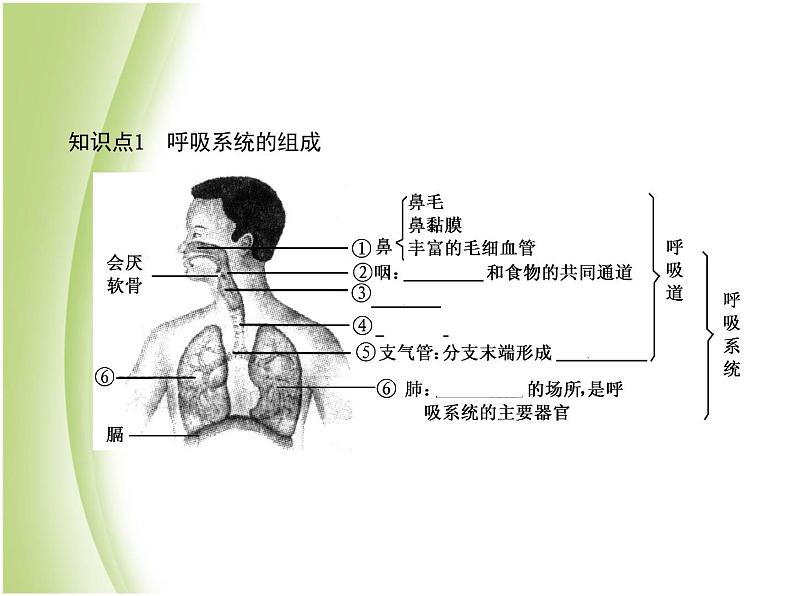 七年级生物下册第四单元生物圈中的人第三章人体的呼吸第一节呼吸道对空气的处理作业课件新人教版07