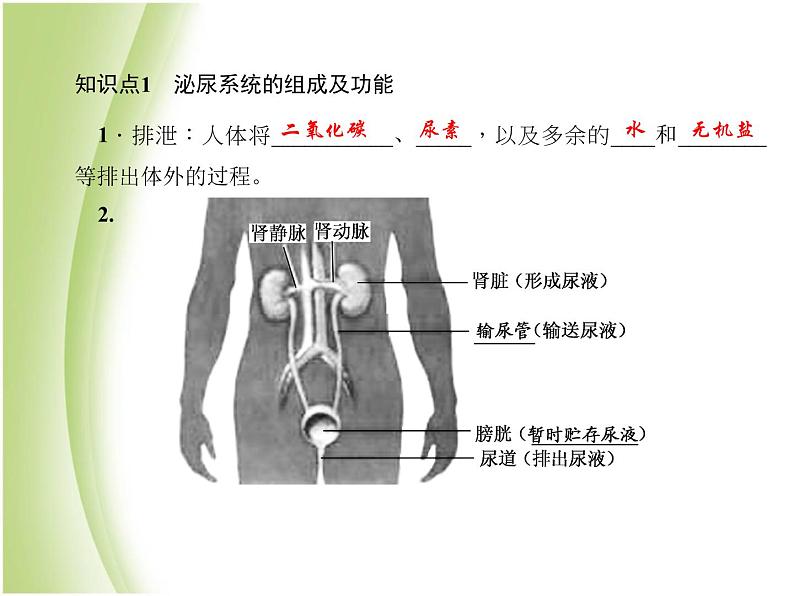 七年级生物下册第四单元生物圈中的人第五章人体内废物的排出作业课件新人教版07