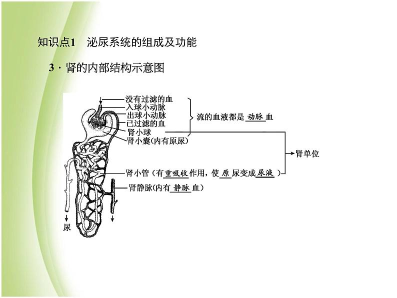 七年级生物下册第四单元生物圈中的人第五章人体内废物的排出作业课件新人教版08