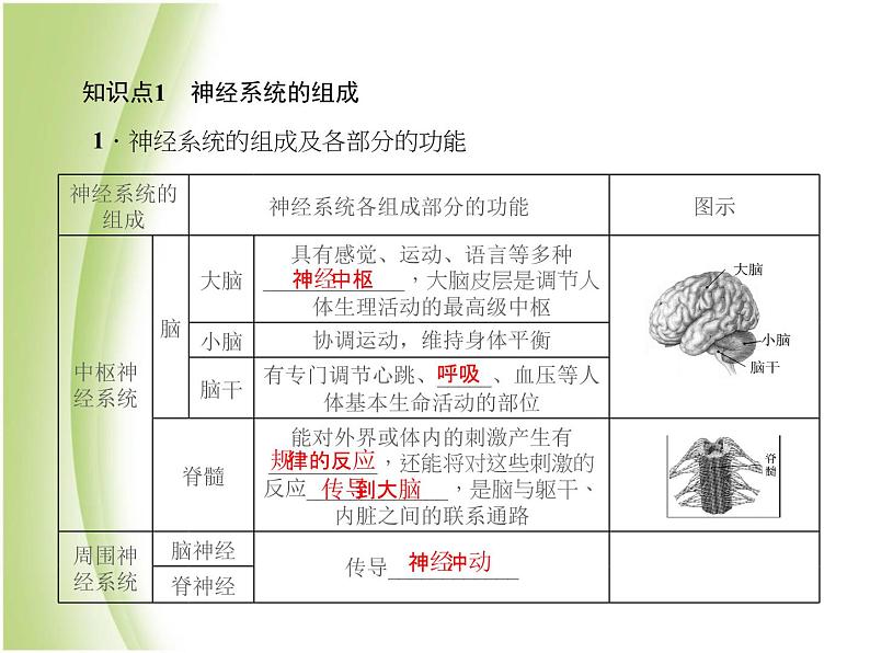 七年级生物下册第四单元生物圈中的人第六章人体生命活动的调节第二节神经系统的组成作业课件新人教版08