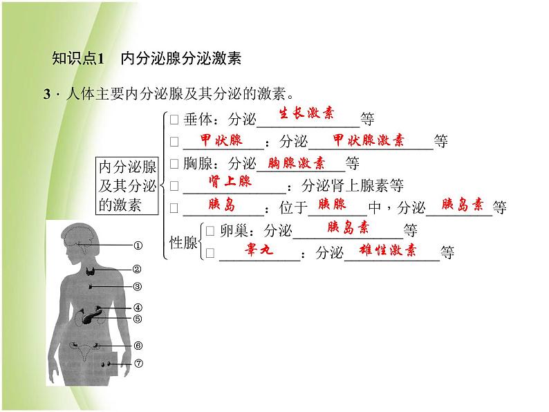 七年级生物下册第四单元生物圈中的人第六章人体生命活动的调节第四节激素调节作业课件新人教版08