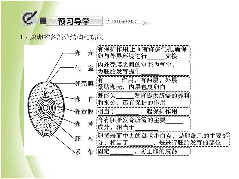 八年级生物下册第七单元生物圈中生命的延续和发展第一章生物的生殖和发育第四节鸟的生殖和发育作业课件新人教版04