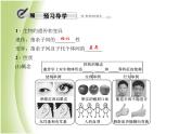 八年级生物下册第七单元生物圈中生命的延续和发展第二章生物的遗传与变异第一节基因控制生物的性状作业课件新人教版
