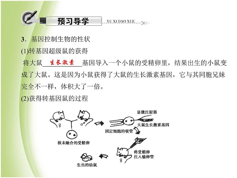 八年级生物下册第七单元生物圈中生命的延续和发展第二章生物的遗传与变异第一节基因控制生物的性状作业课件新人教版第7页