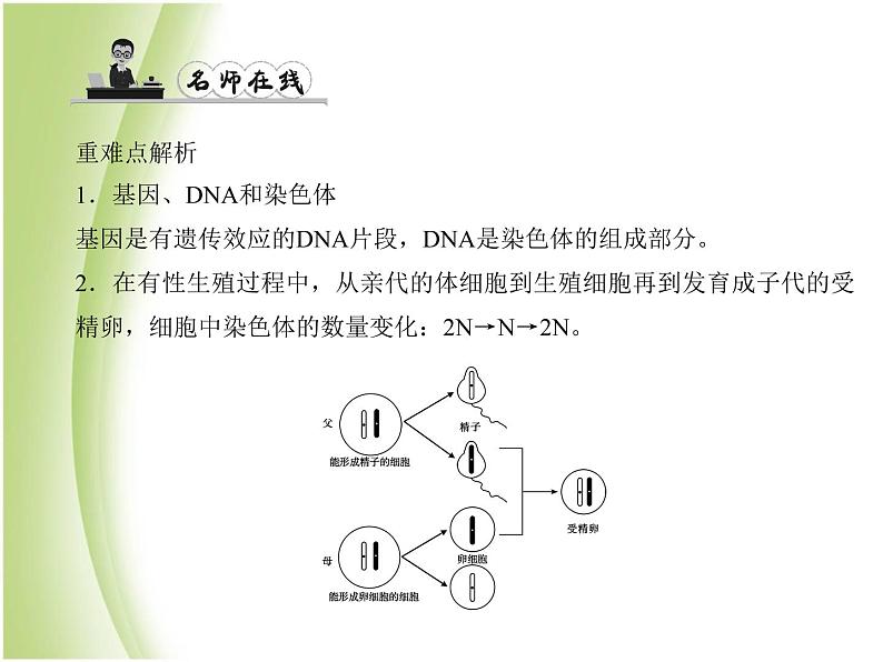 八年级生物下册第七单元生物圈中生命的延续和发展第二章生物的遗传与变异第二节基因在亲子代间的传递作业课件新人教版第2页