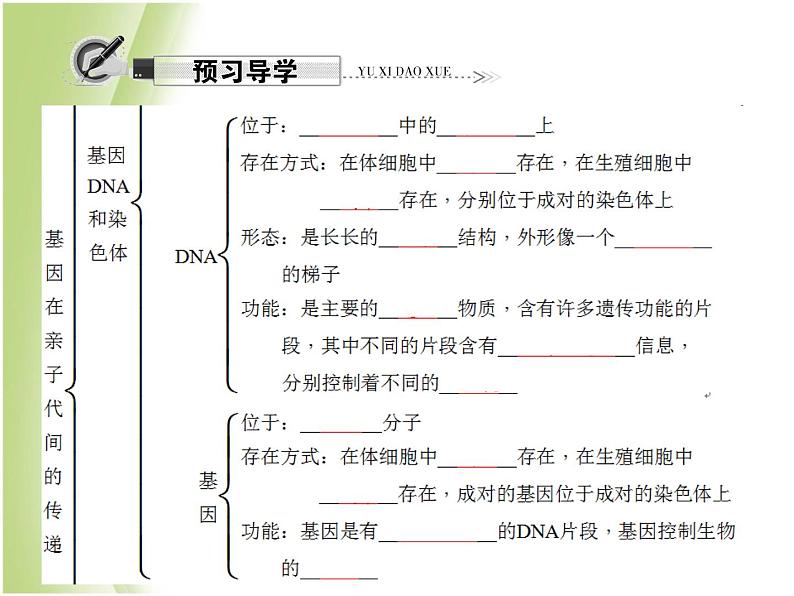 八年级生物下册第七单元生物圈中生命的延续和发展第二章生物的遗传与变异第二节基因在亲子代间的传递作业课件新人教版第6页