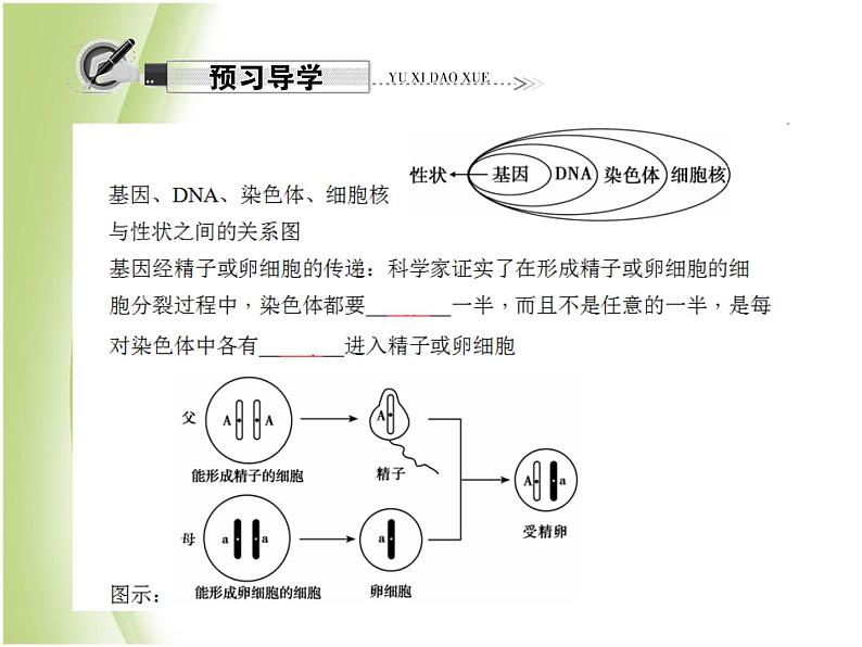 八年级生物下册第七单元生物圈中生命的延续和发展第二章生物的遗传与变异第二节基因在亲子代间的传递作业课件新人教版第7页