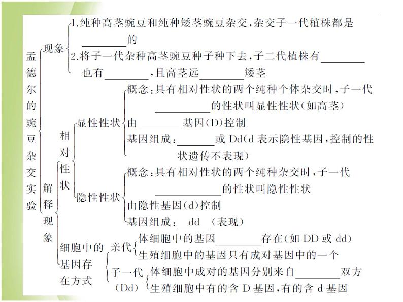 八年级生物下册第七单元生物圈中生命的延续和发展第二章生物的遗传与变异第三节基因的显性和隐性第1课时孟德尔的豌豆杂交实验作业课件新人教版05