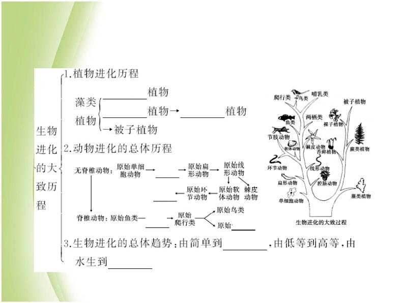 八年级生物下册第七单元生物圈中生命的延续和发展第三章生命起源和生物进化第二节生物进化的历程作业课件新人教版08